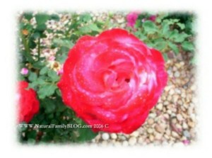 Blogging Rose Jenny Hatch Natural Family Company