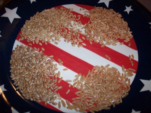 Red/White Wheat with Kamut and Spelt - Whole Grains!