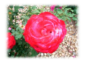 Red Rose after the Rain Natural Family BLOG