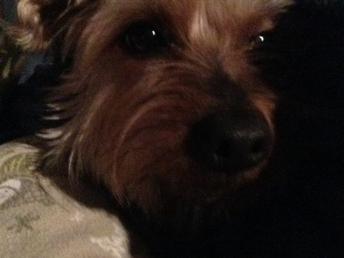 Samwise Gandalf hatch